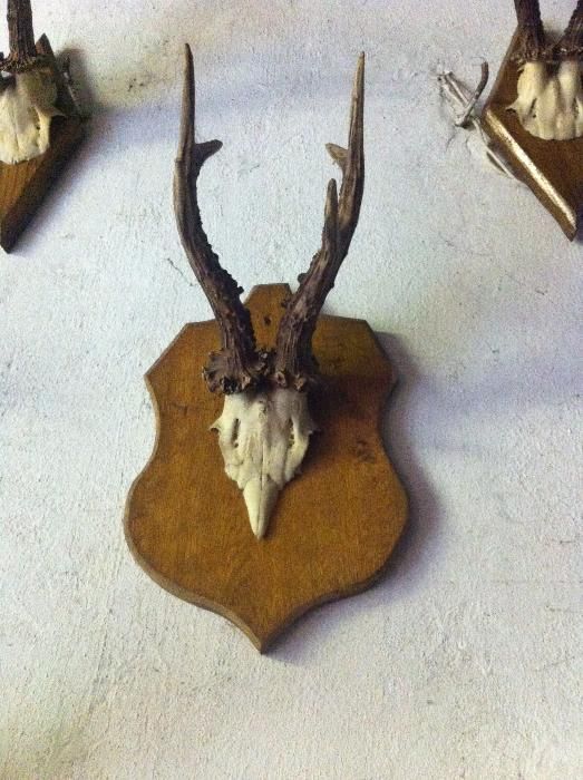 роги косулі європейської