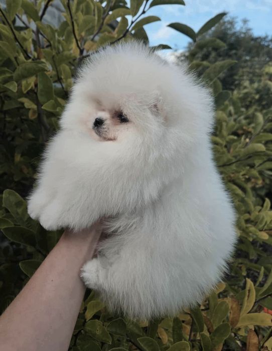 FCI Szpic miniaturowy Pomeranian BOO ZKwP z rodowodem