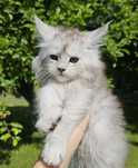 Kocurek Maine Coon wysokie srebro Hodowla FPL