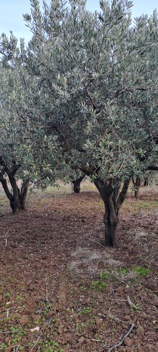 Oliveiras jardim ou lenha