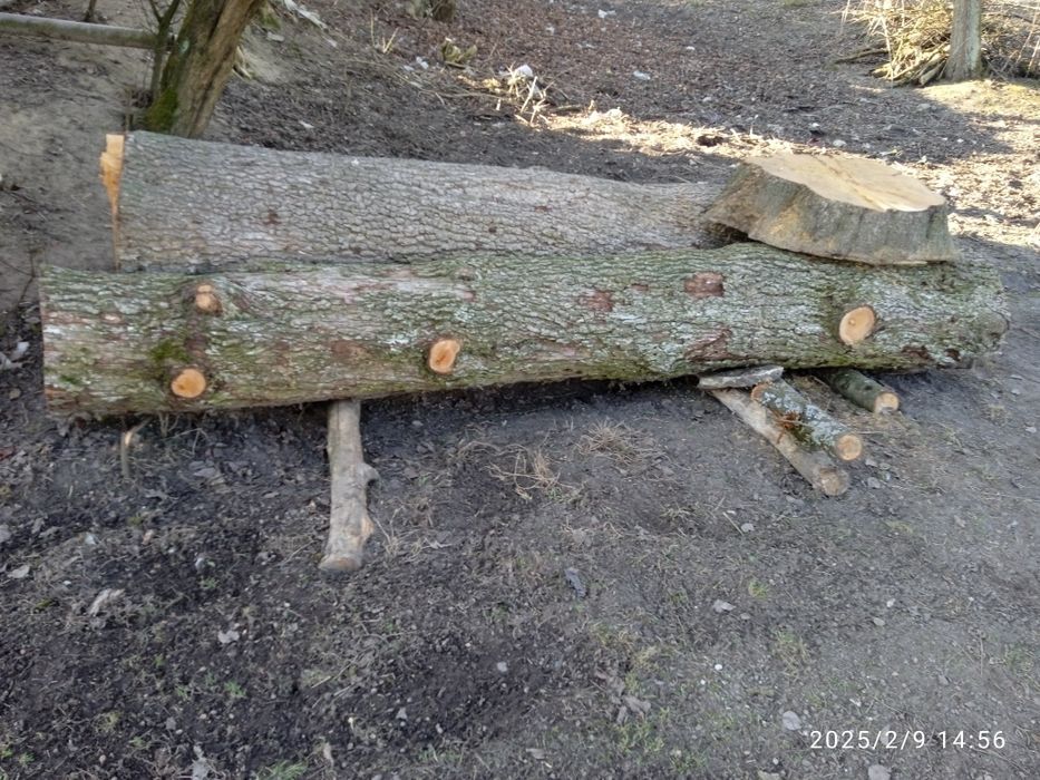 Кругляк   груша ...