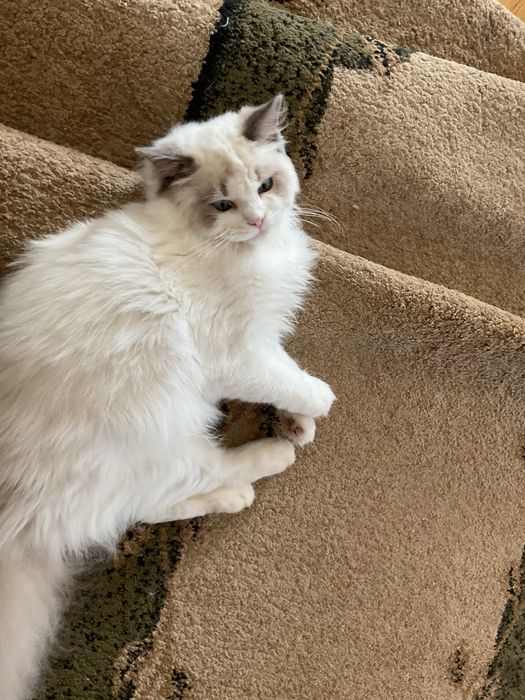 Roczny kocurek ragdoll