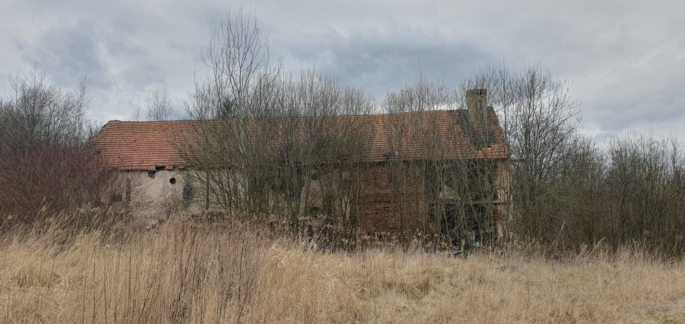 Zlecę wycinkę drzew, uporządkowanie terenu i rozbiórkę