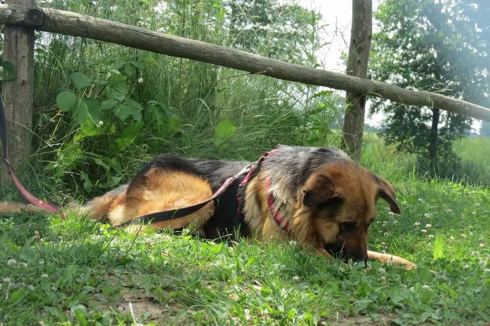 Zjawiskowy Remus w typie owczarka niemieckiego do adopcji!