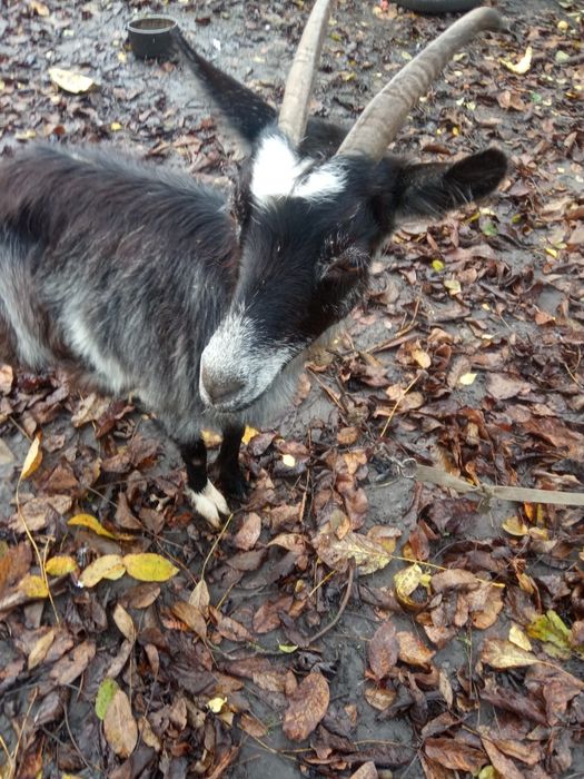 Продам процентну альпійську кізочку.