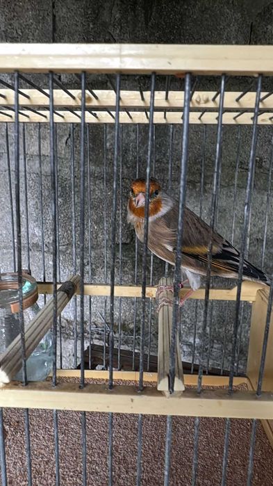 Canarios a procurar novos donos