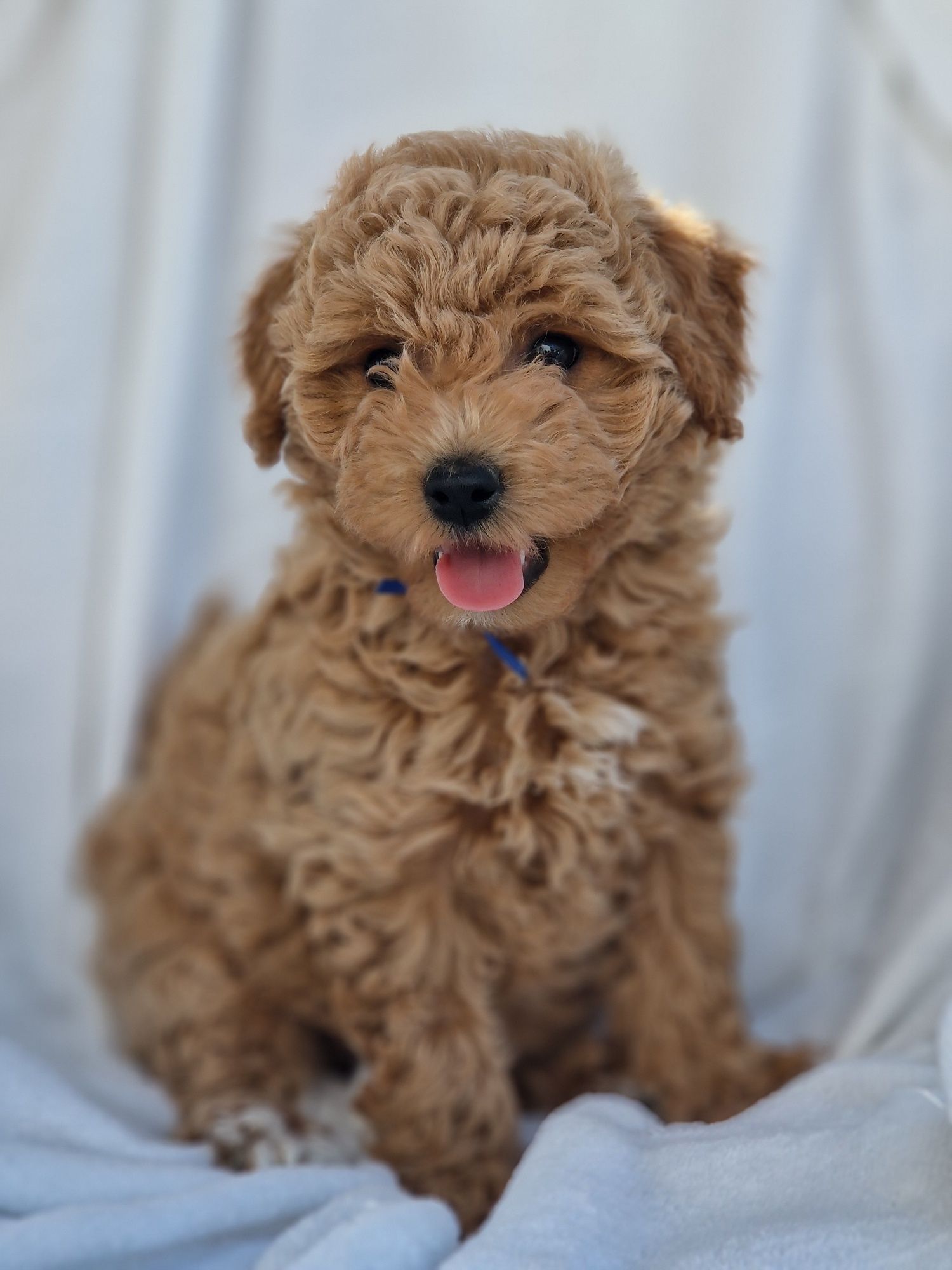 Bichpoo Poochon Bichon Frise Pudel Toy jak Maltipoo piesek