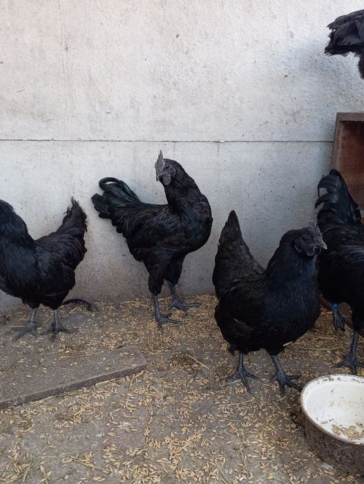 Ayam cemani para