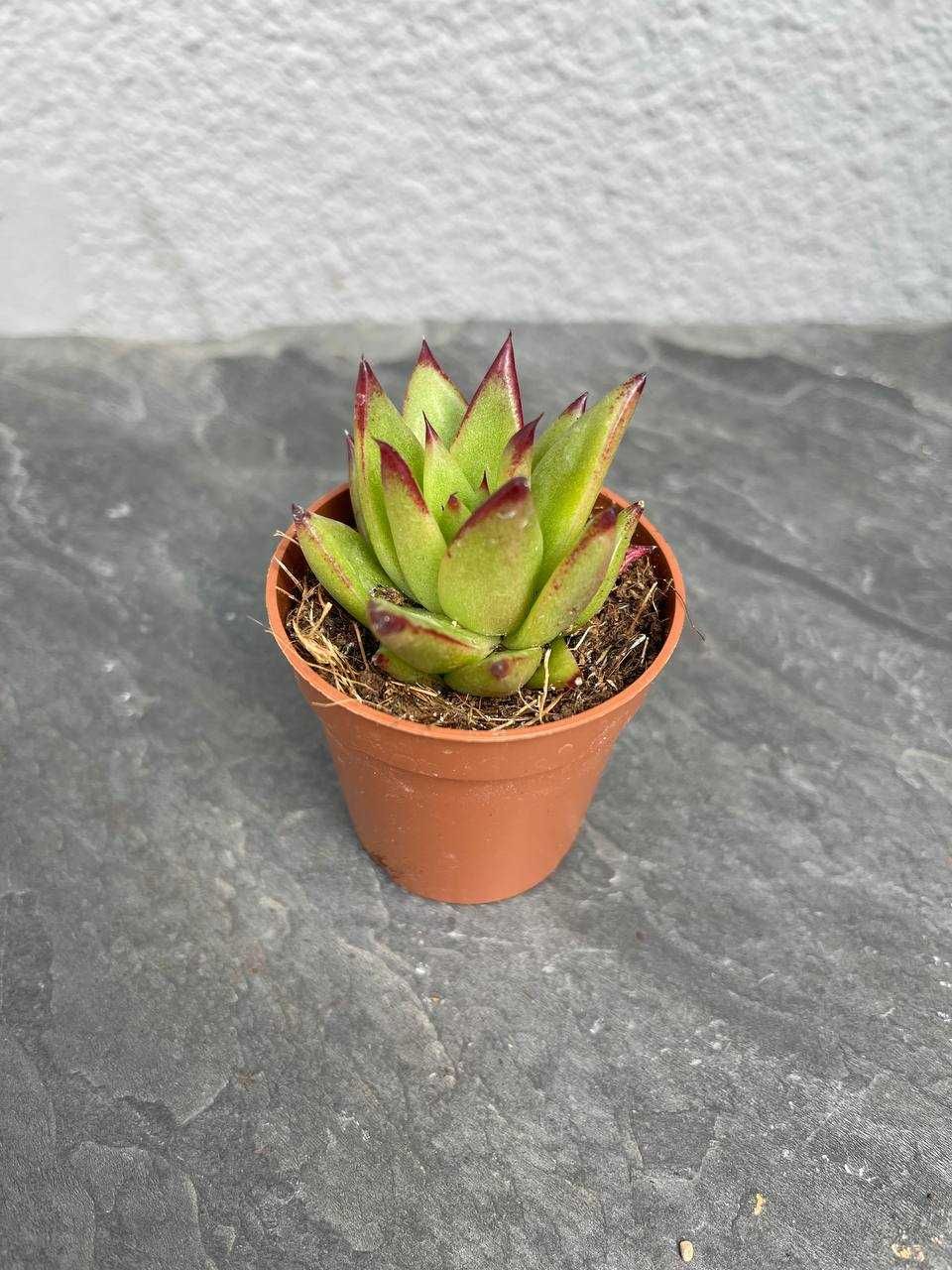 Сукулент Ехеверія Агавовидна ліпстік (Echeveria agavoides Lipstick)