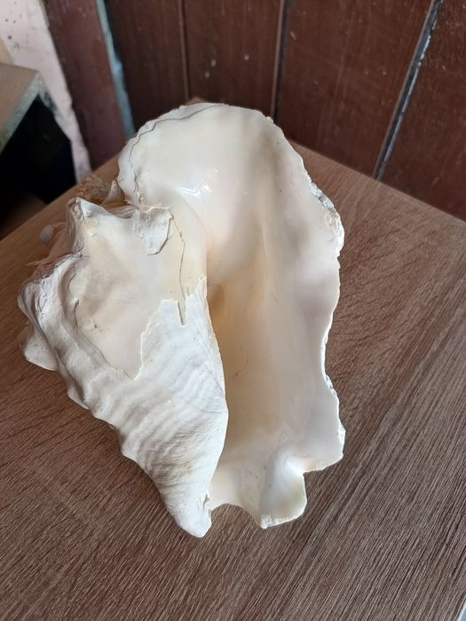 Duża muszla z oceanu