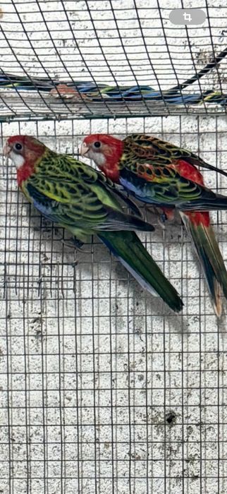 Roselas Eximius 2025