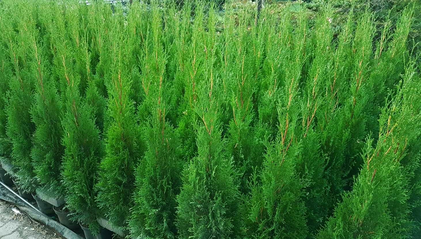 Tuja Szmaragd 120cm Donica Ukorzenione TRANSPORT SADZENIE