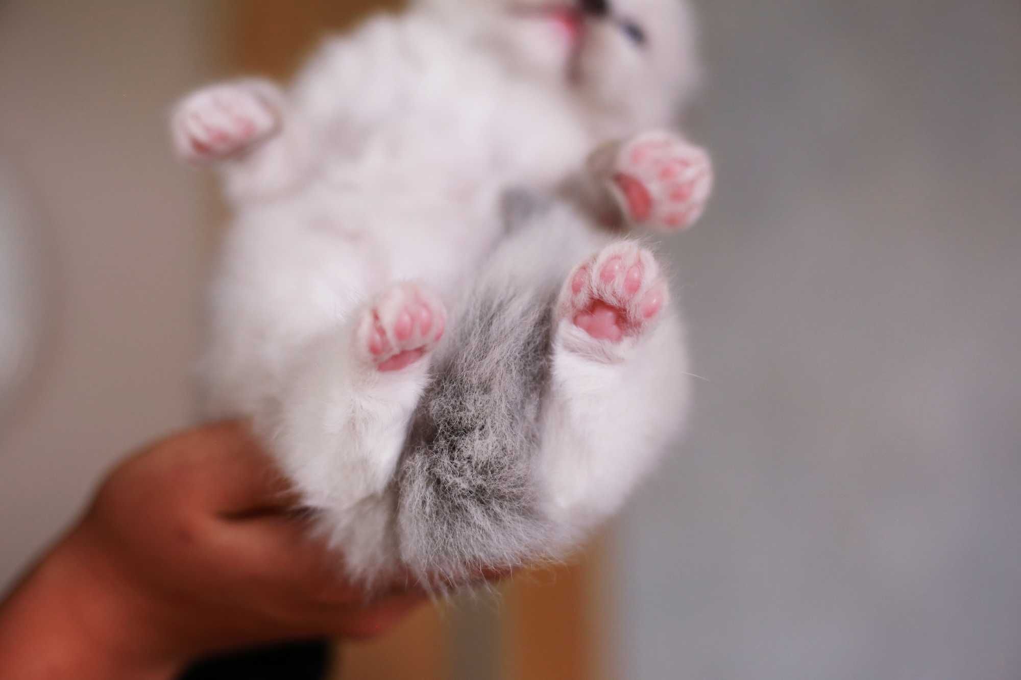 Rezerwacja RAGDOLL kotka do hodowli i na wystawy BLUE mitted, rodowód