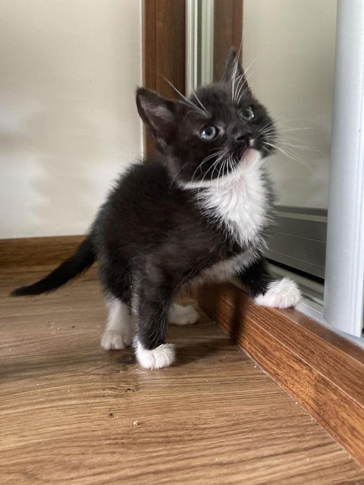 Małe kotki kociaki ze schroniska do adopcji