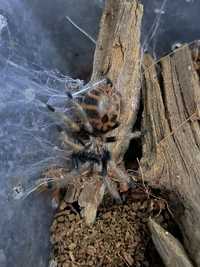 Ptasznik, pająk, pająki ptaszniki Chromatopelma cyaneopubescens