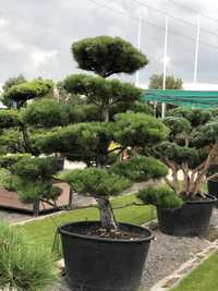 Bonsai niwaki formy cięte ogród sosna cis jałowiec BONSAI PARK