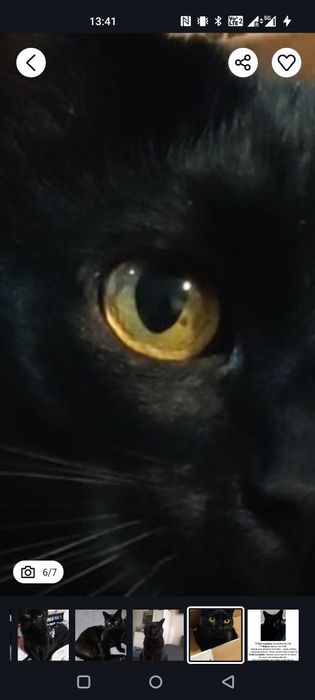 Zginął czarny kot. Nagroda 5000 zł.