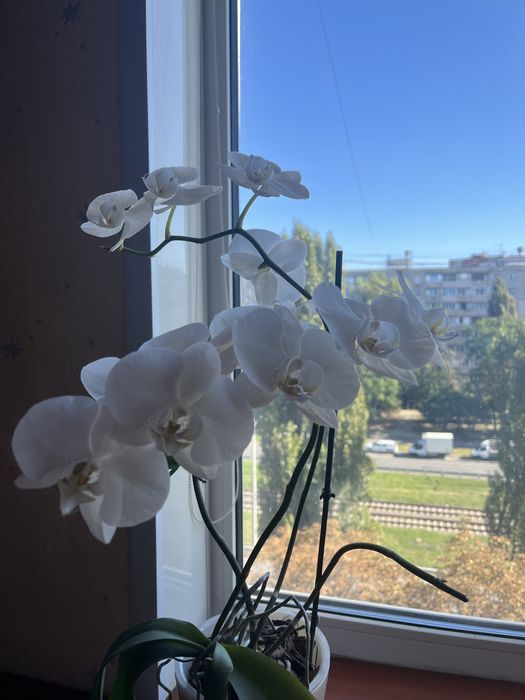 Детки орхидей, фаленопсис, орхидеи взрослые