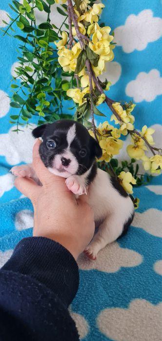 Excecional mini Chihuahua/Chiuaua, Linhagem Russa de Qualidade
