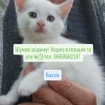 ВІДДАМ лагідних, розумних , шукаючих люблячу родину КОШЕНЯТ