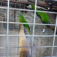 Casal de conure cabeça azul