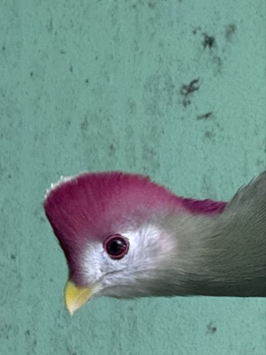 Vendo casal de TURACO CRISTAL