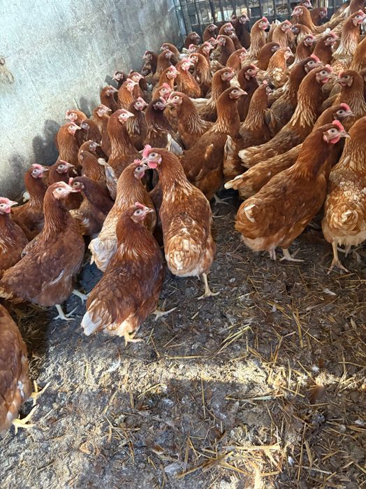 Kury nioski z pierwszym jajkiem