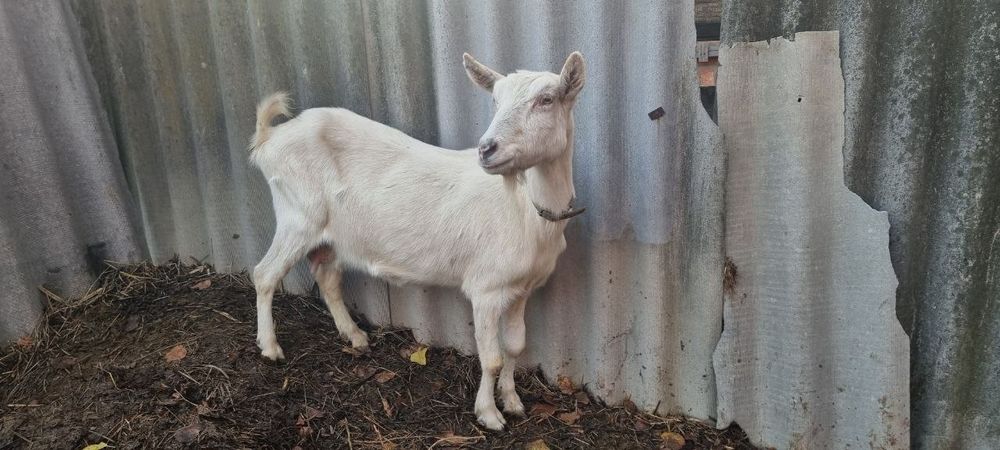 Козы на содержание