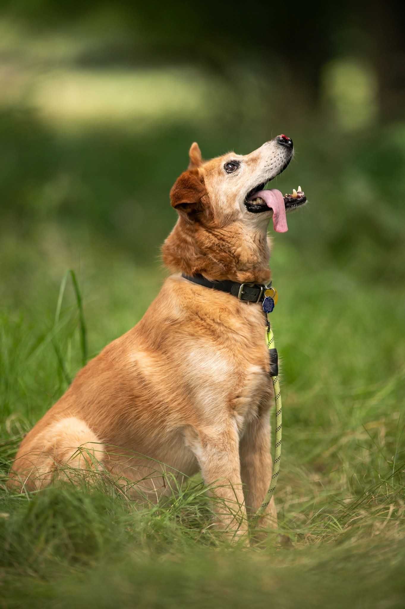 Nosek - rudy slodziak szuka domu ADOPCJA