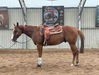 Wałach 4 lata AQH quarter horse niebieskie oczy
