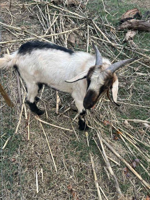 Casal Cabras serpentinas
