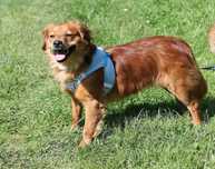 Bambi, cudna sunia do adopcji