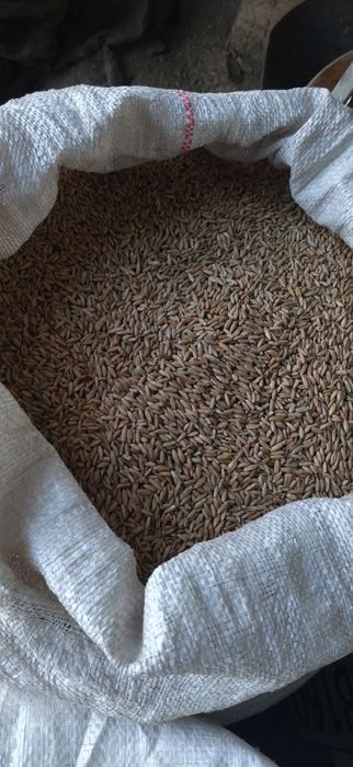 oczyszczone ozime zimowe wszystkie gatunki transport wysyłka osobisty