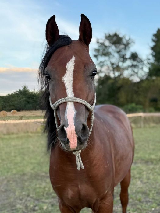 Ogier arabski arab 3, 4 lata gniady siwy