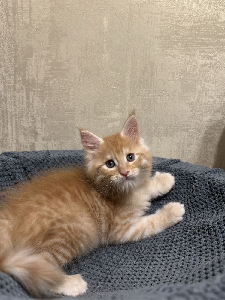 Котенок мейн-кун рыжий