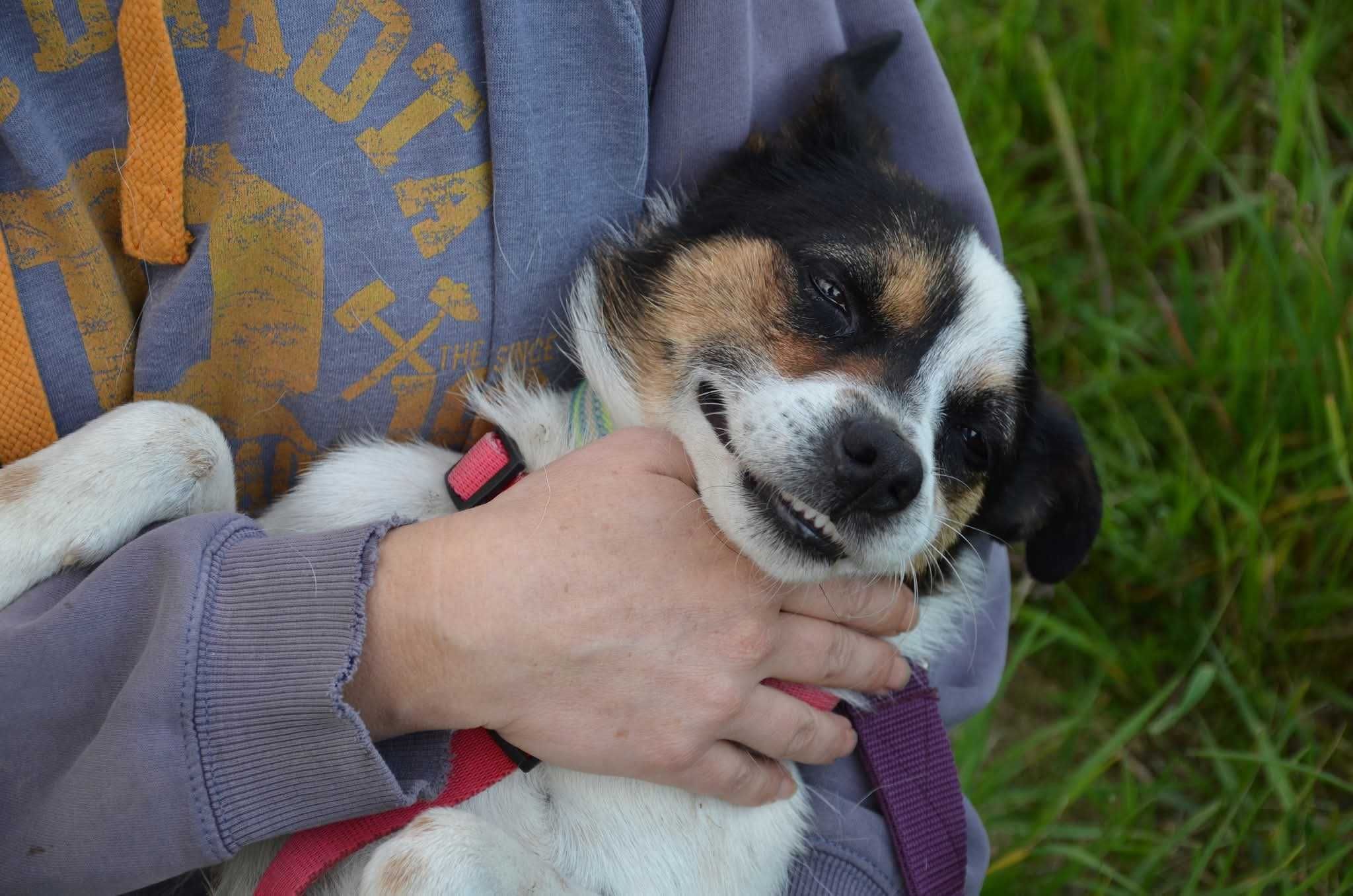 Gonzo - śliczny łaciaty piesek ADOPCJA