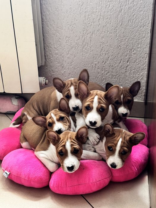 Basenji – zapowiedź miotu w hodowli zarejestrowanej w ZKwP/FCI