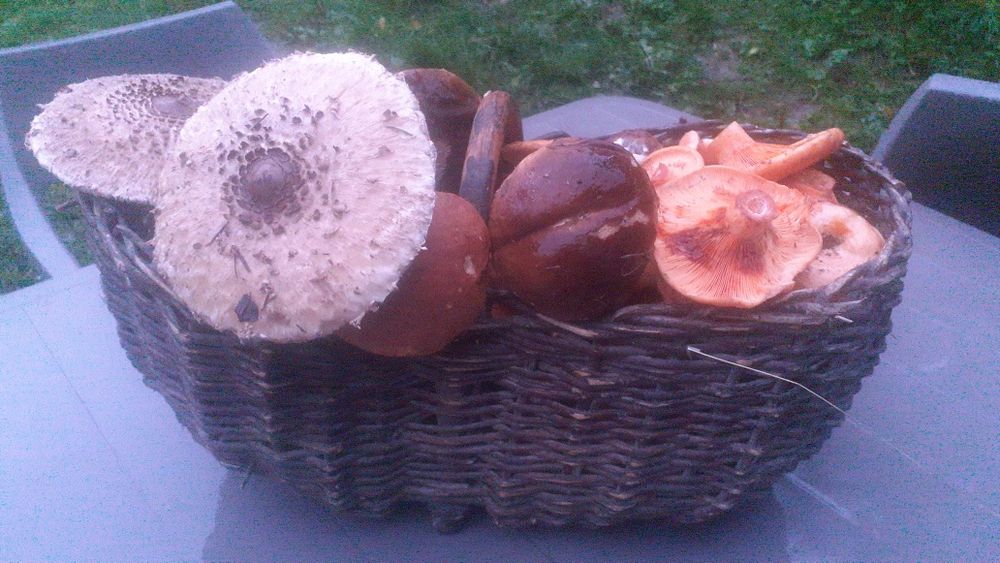 Sprzedam świeże grzyby
