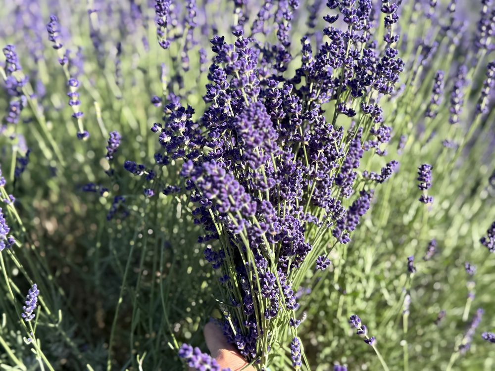 Świeże bukiety lawendowe Lawenda Hidcote 5szt.