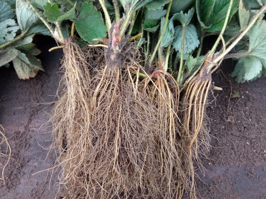 Брілла полуниця, клубніка