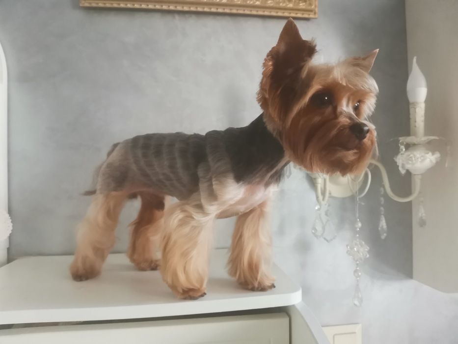 Стрижка собак і котів