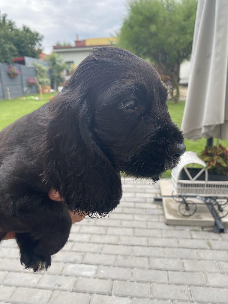 Szczeniak cocker spaniel piesek