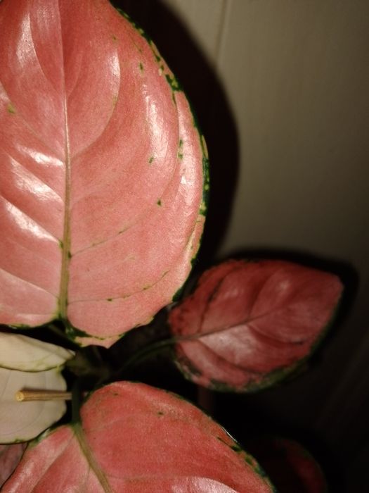 Аглаонема "фламинго"