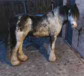 PILNIE Tinker 5 lat, gypsy cob, irish cob