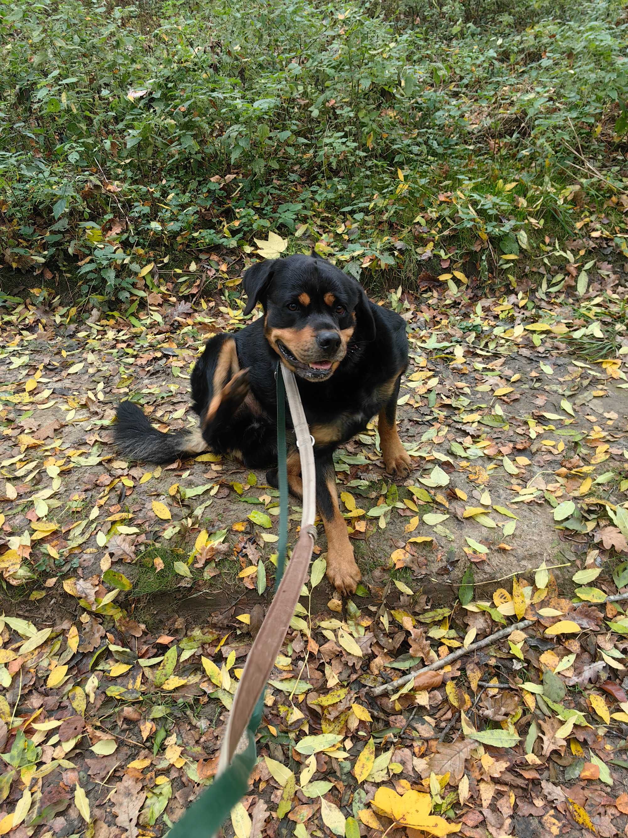 Pimpuś w typie Rottweilera