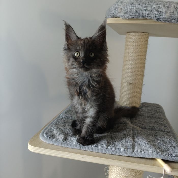 Kiara piękna Maine coon