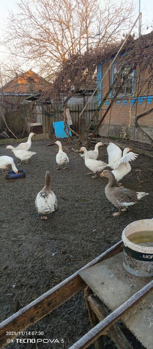 Гуси мамуты колмогоры