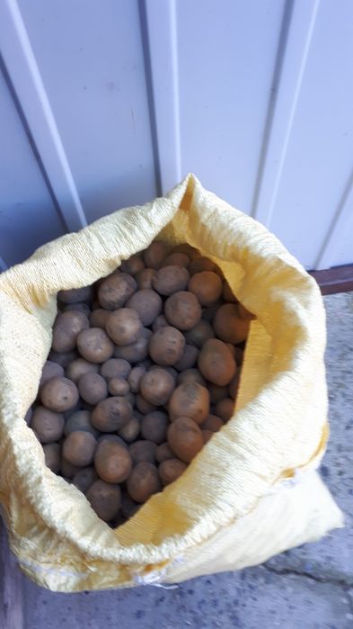 Ziemniak  paszowych