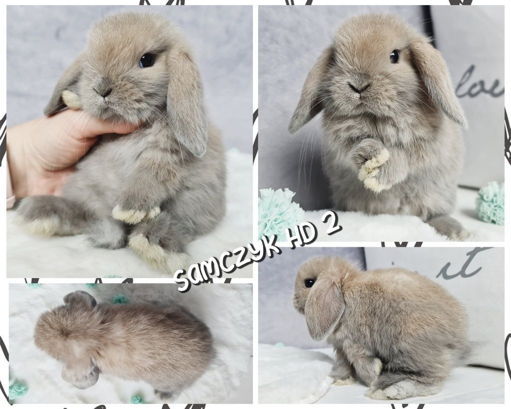 Mini lop królik króliczek miniaturka legalna hodowla