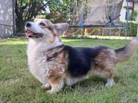 Welsh Corgi Pembroke